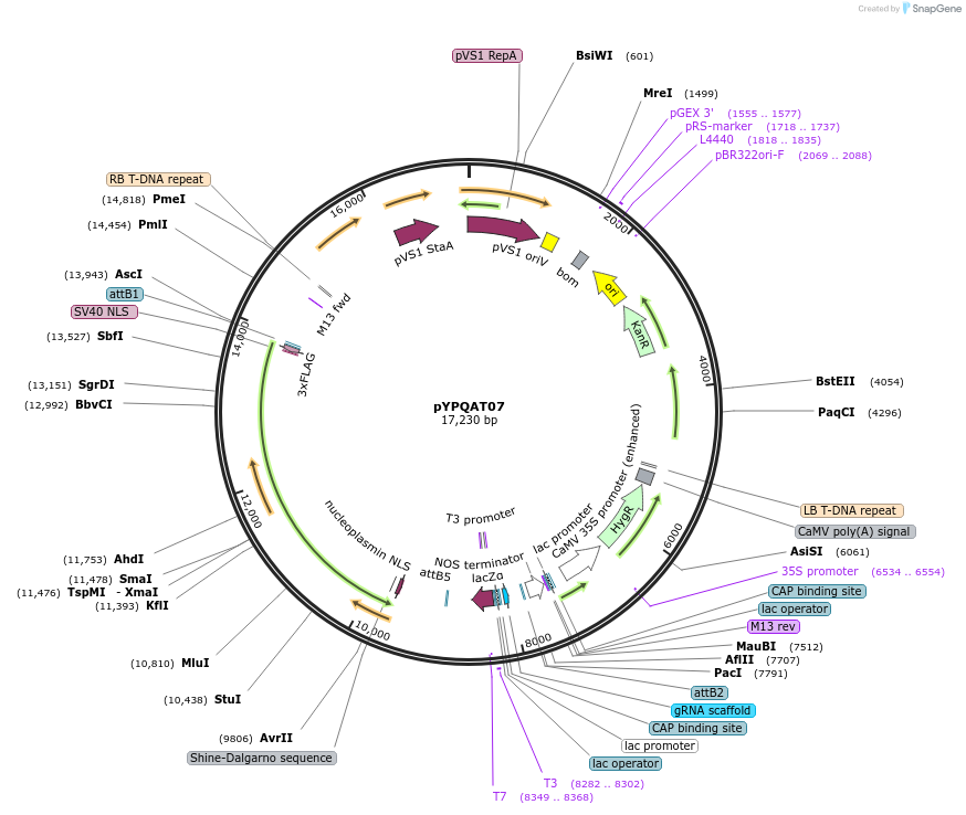 223379-plasmid-map-sequence-id-452337