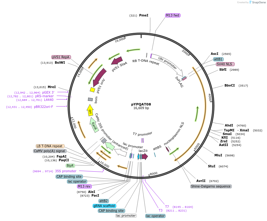 223380-plasmid-map-sequence-id-452338