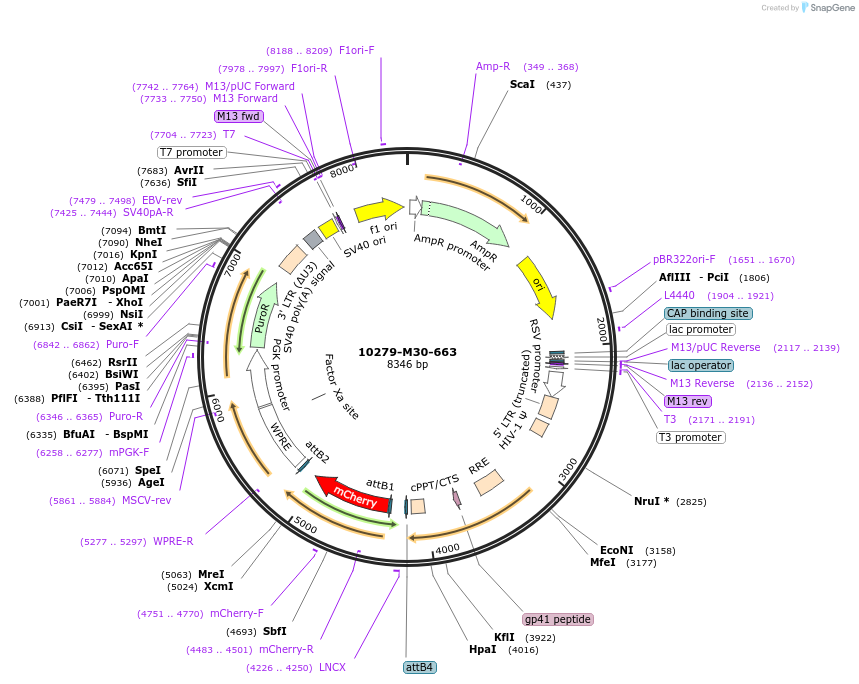 225663-plasmid-map-sequence-id-452340