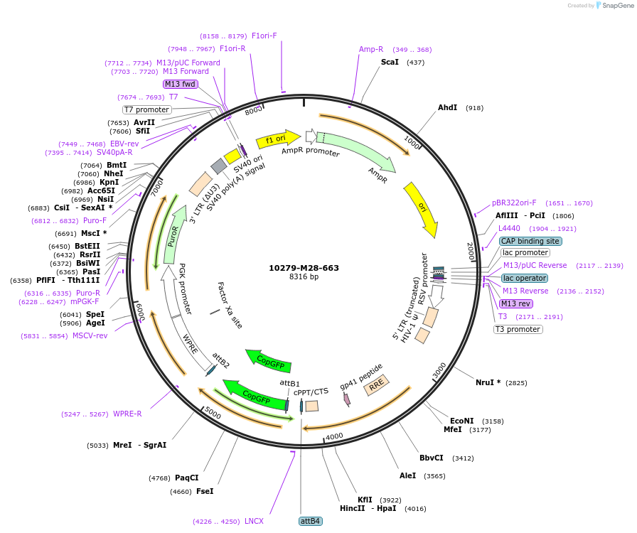 225662-plasmid-map-sequence-id-452341