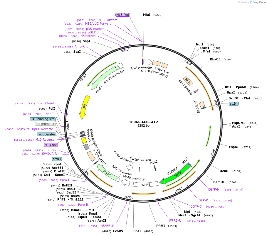 225670-plasmid-map-sequence-id-452343