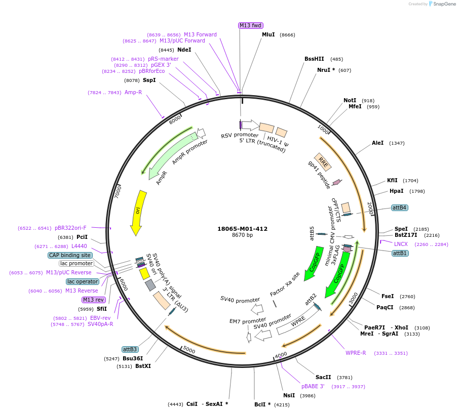 225664-plasmid-map-sequence-id-452346