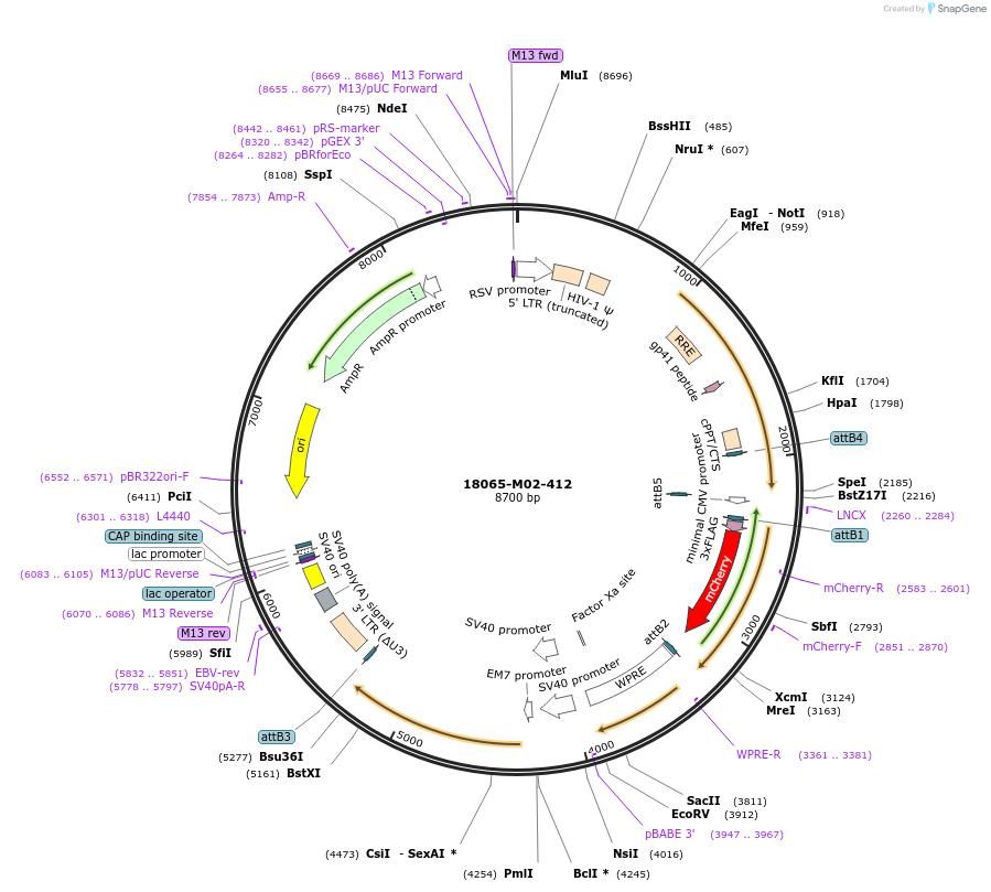 225665-plasmid-map-sequence-id-452347