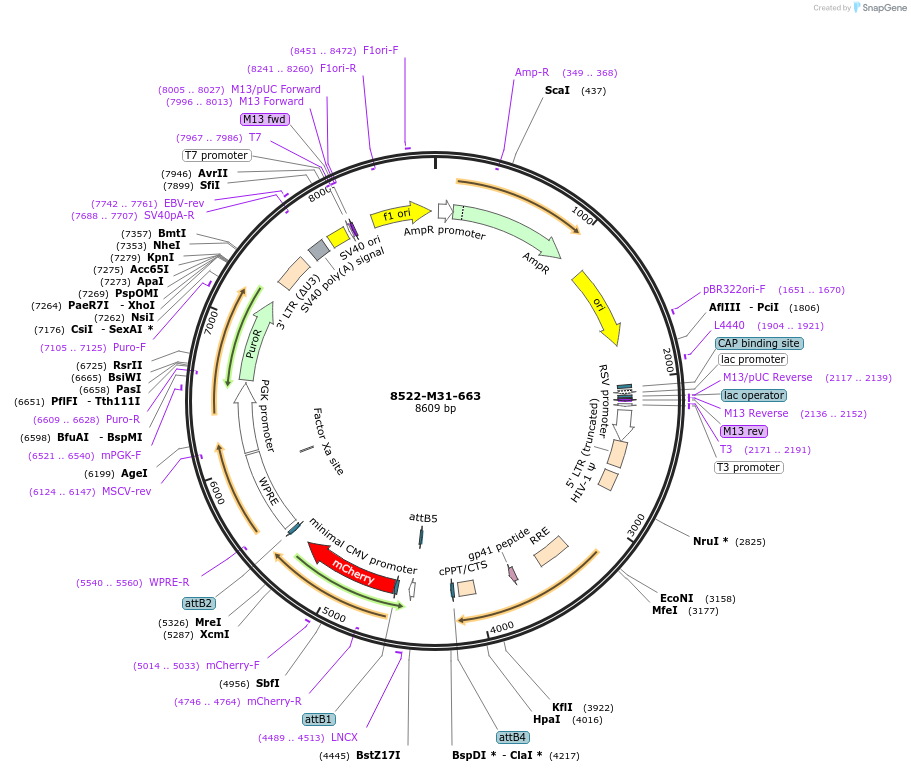 225661-plasmid-map-sequence-id-452348