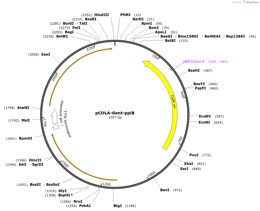 202482-plasmid-map-sequence-id-452357