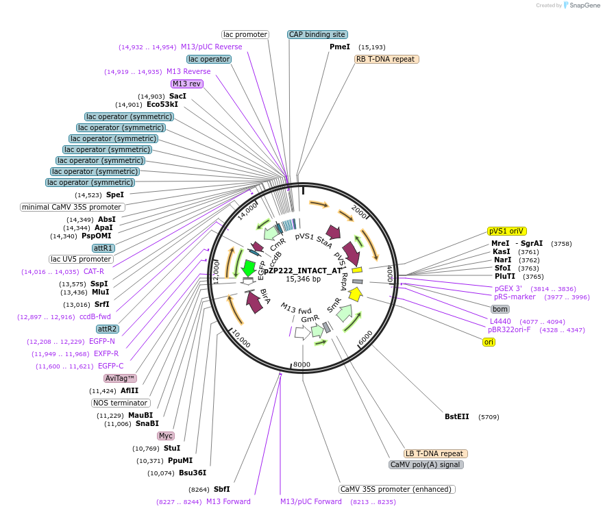 225992-plasmid-map-sequence-id-452361