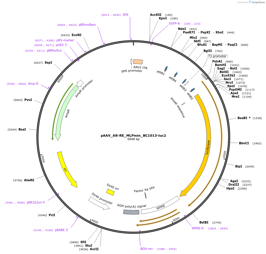 227107-plasmid-map-sequence-id-452375