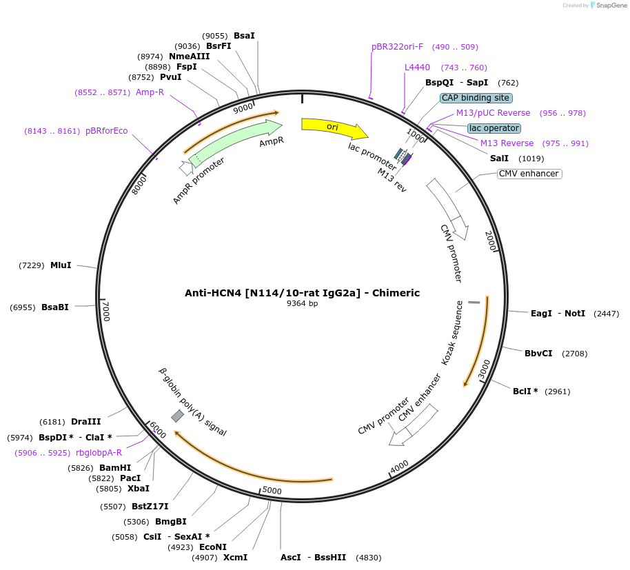 227051-plasmid-map-sequence-id-452399