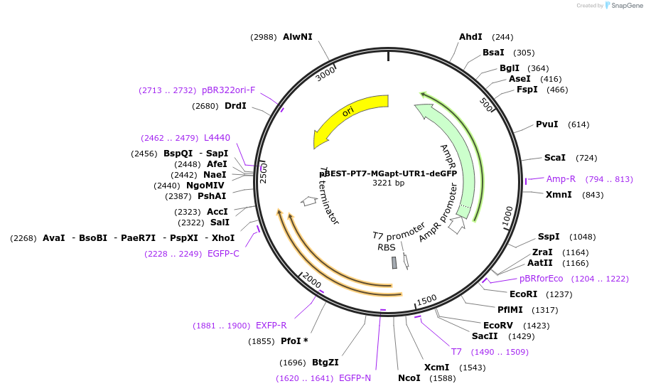 227649-plasmid-map-sequence-id-452400