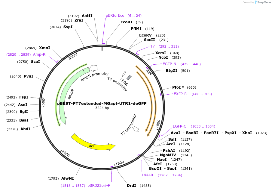 227646-plasmid-map-sequence-id-452404