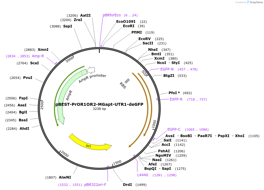 227648-plasmid-map-sequence-id-452405