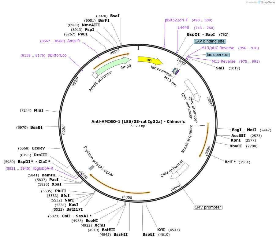 227038-plasmid-map-sequence-id-452408