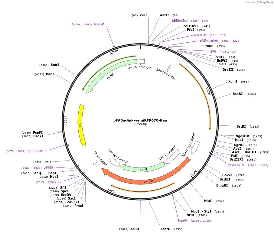 224088-plasmid-map-sequence-id-452414