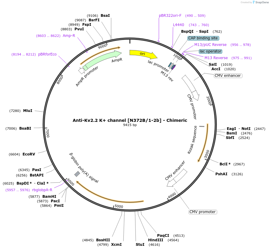 227034-plasmid-map-sequence-id-452415