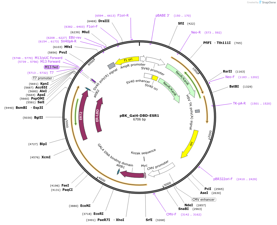 227099-plasmid-map-sequence-id-452418