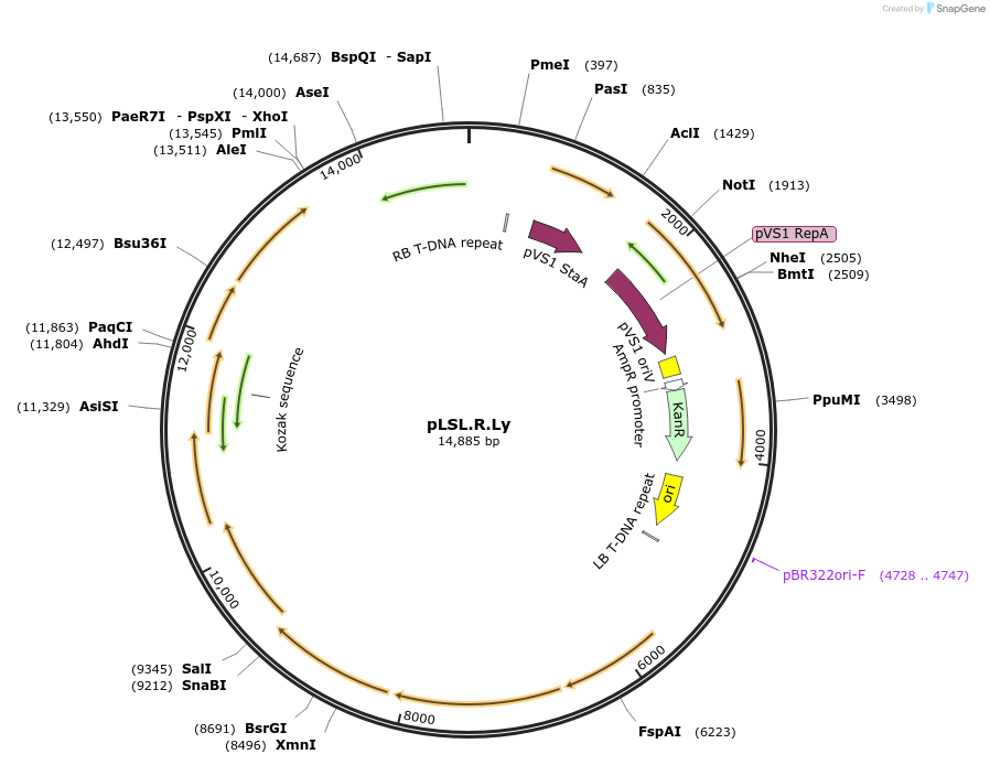 227697-plasmid-map-sequence-id-452433