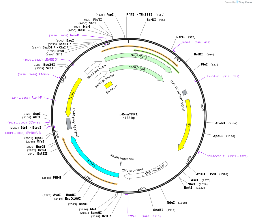 228602-plasmid-map-sequence-id-452448