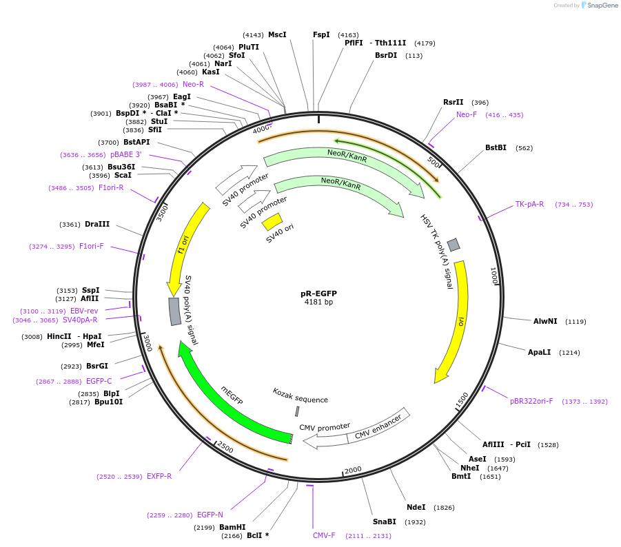 228603-plasmid-map-sequence-id-452449