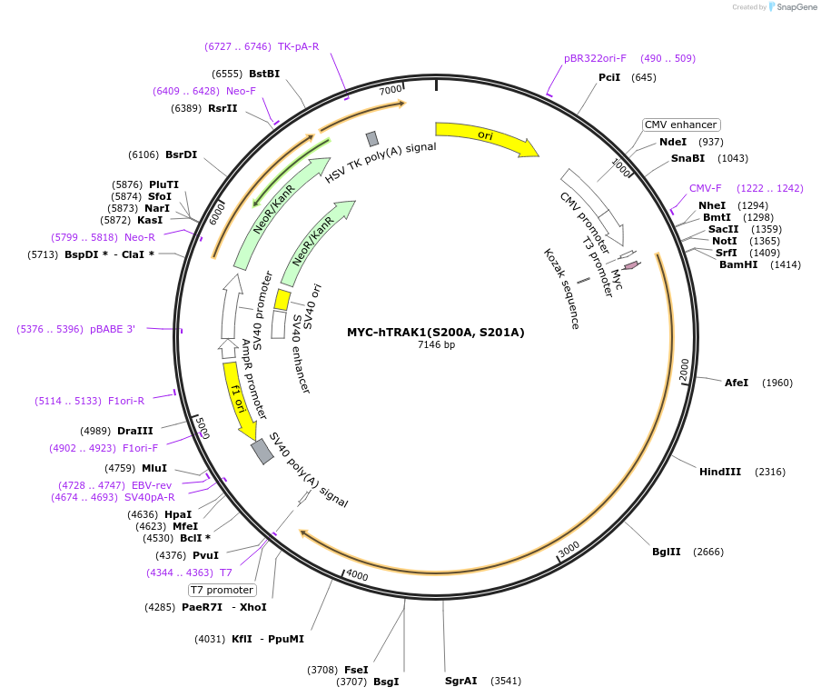 219572-plasmid-map-sequence-id-452452