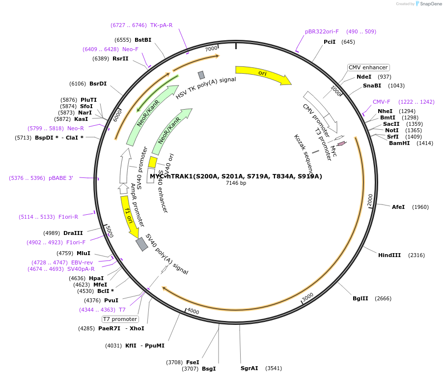 219574-plasmid-map-sequence-id-452453