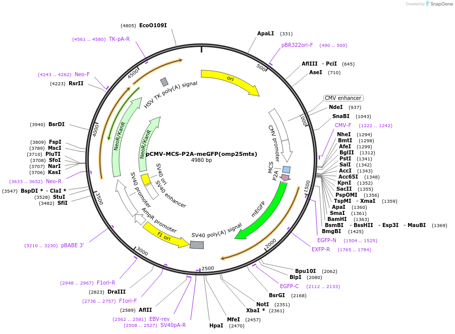 225270-plasmid-map-sequence-id-452457