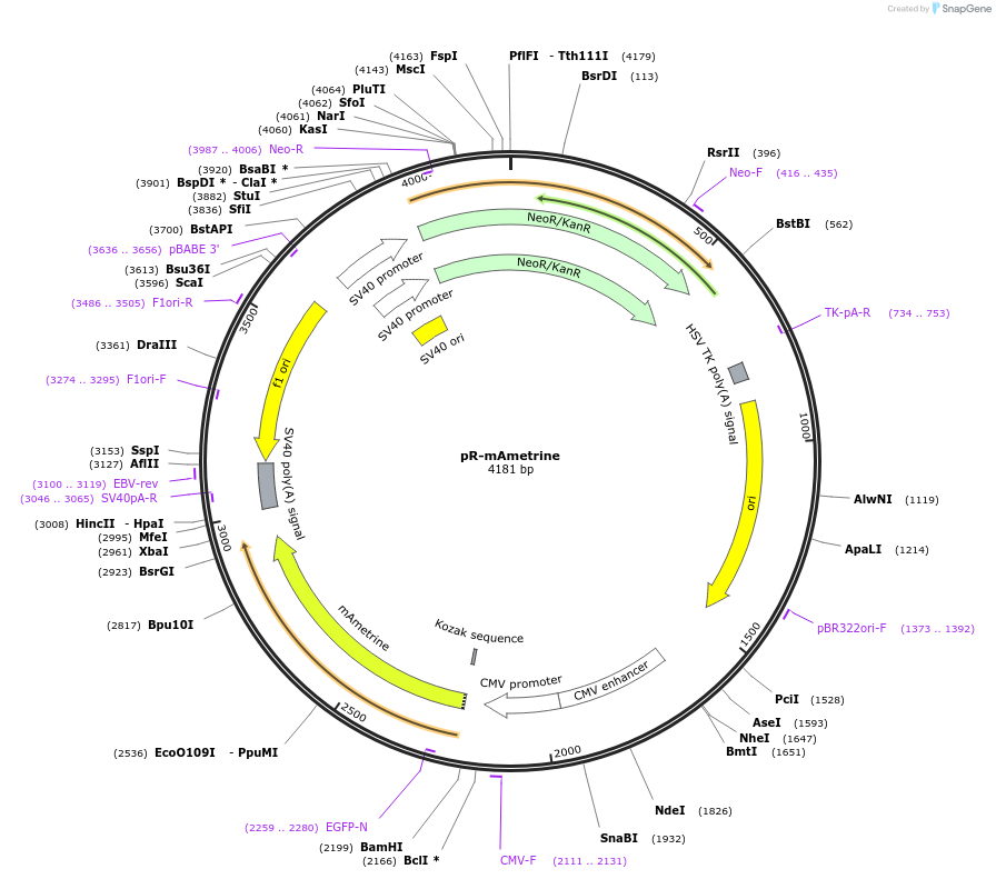 228598-plasmid-map-sequence-id-452458