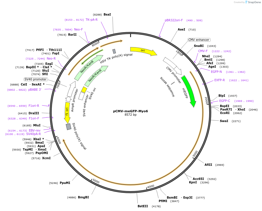 225227-plasmid-map-sequence-id-452459