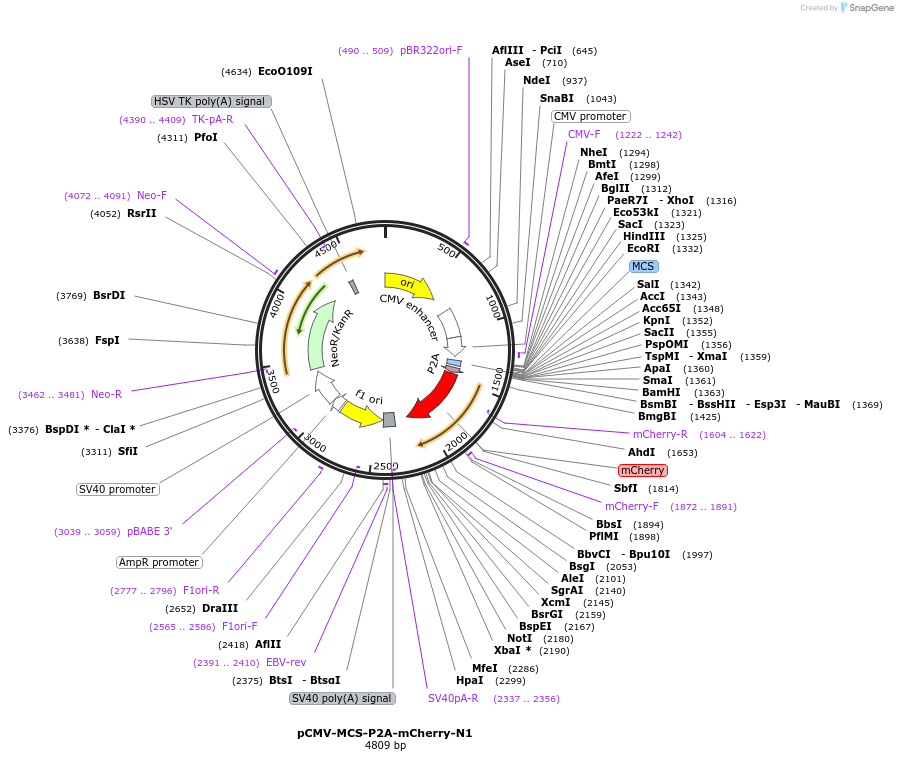 225268-plasmid-map-sequence-id-452464