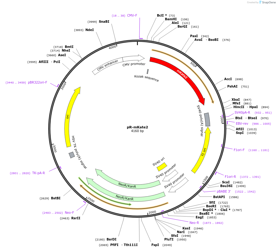 228610-plasmid-map-sequence-id-452466