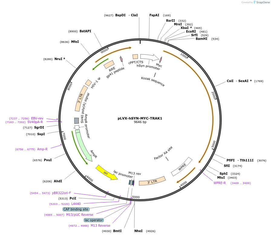 228547-plasmid-map-sequence-id-452471