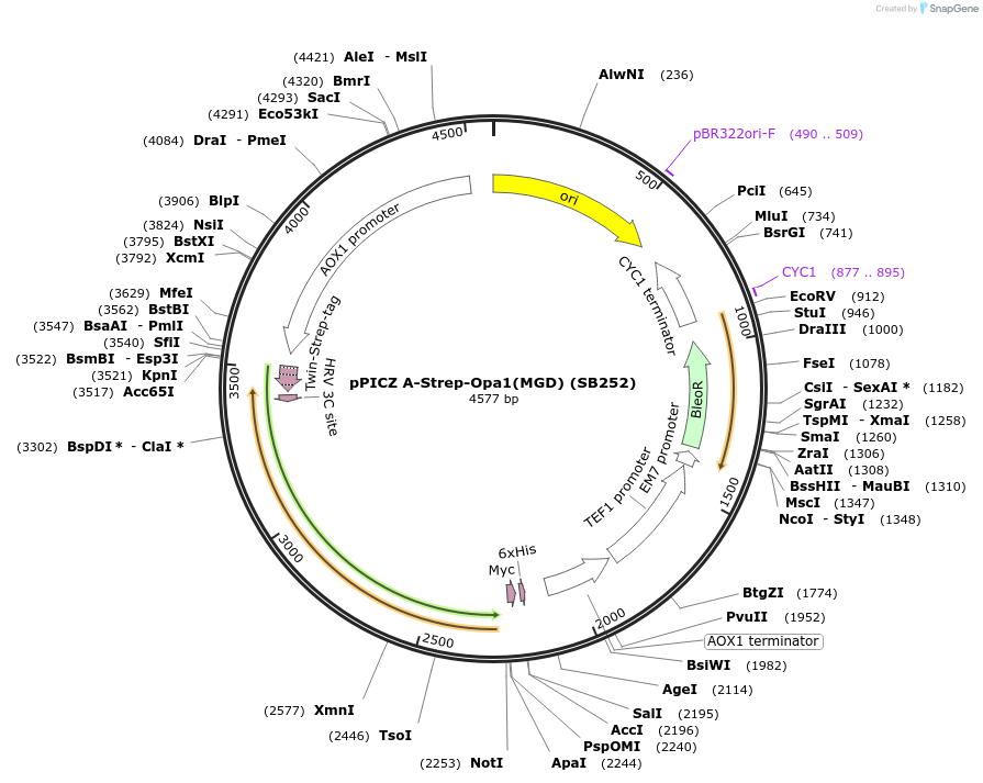 227601-plasmid-map-sequence-id-452473