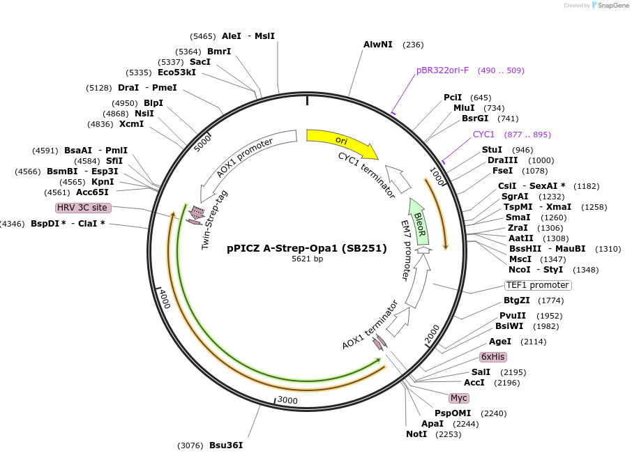 227600-plasmid-map-sequence-id-452474
