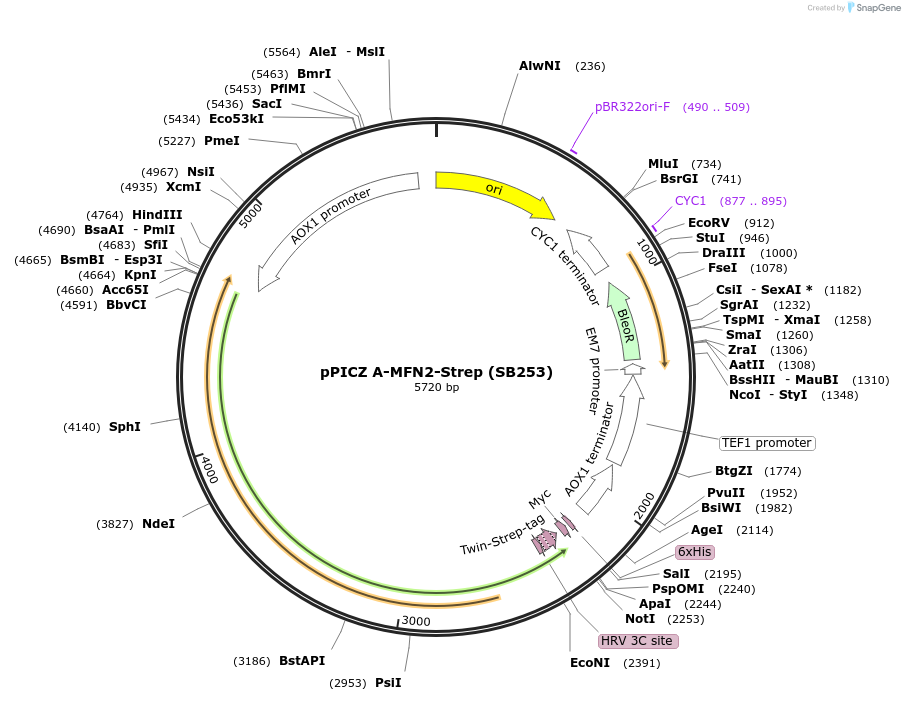227602-plasmid-map-sequence-id-452475