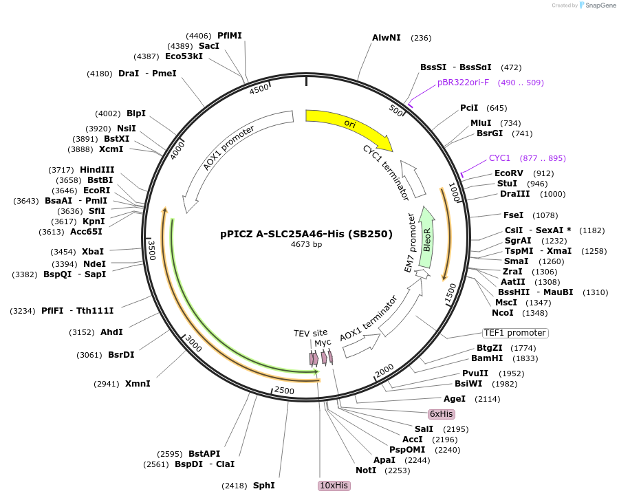 227599-plasmid-map-sequence-id-452476
