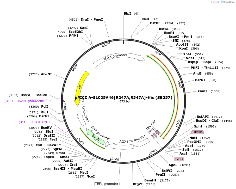 227606-plasmid-map-sequence-id-452478