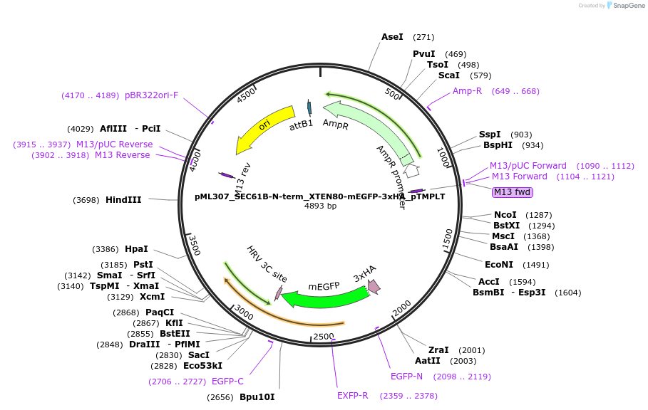227894-plasmid-map-sequence-id-452480