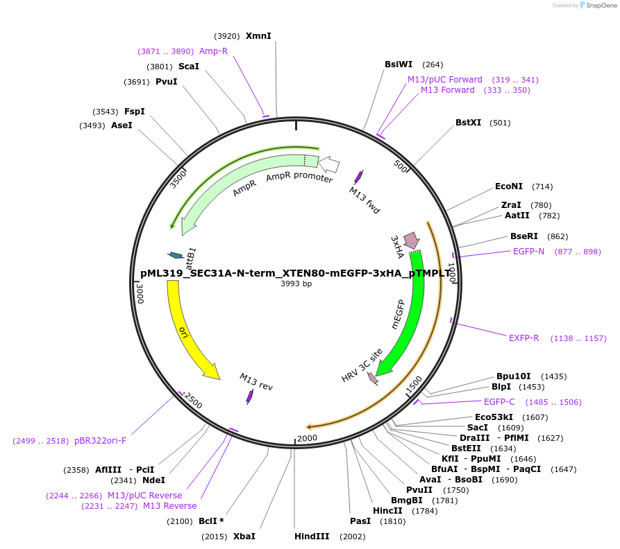 227904-plasmid-map-sequence-id-452481
