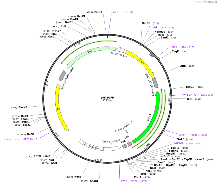 228622-plasmid-map-sequence-id-452482