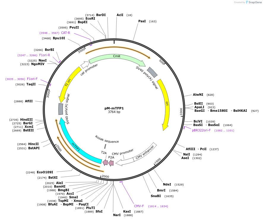 228621-plasmid-map-sequence-id-452486