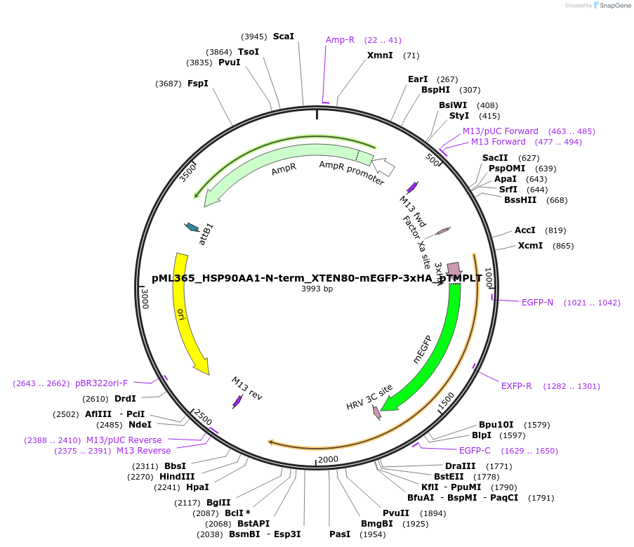 227921-plasmid-map-sequence-id-452487