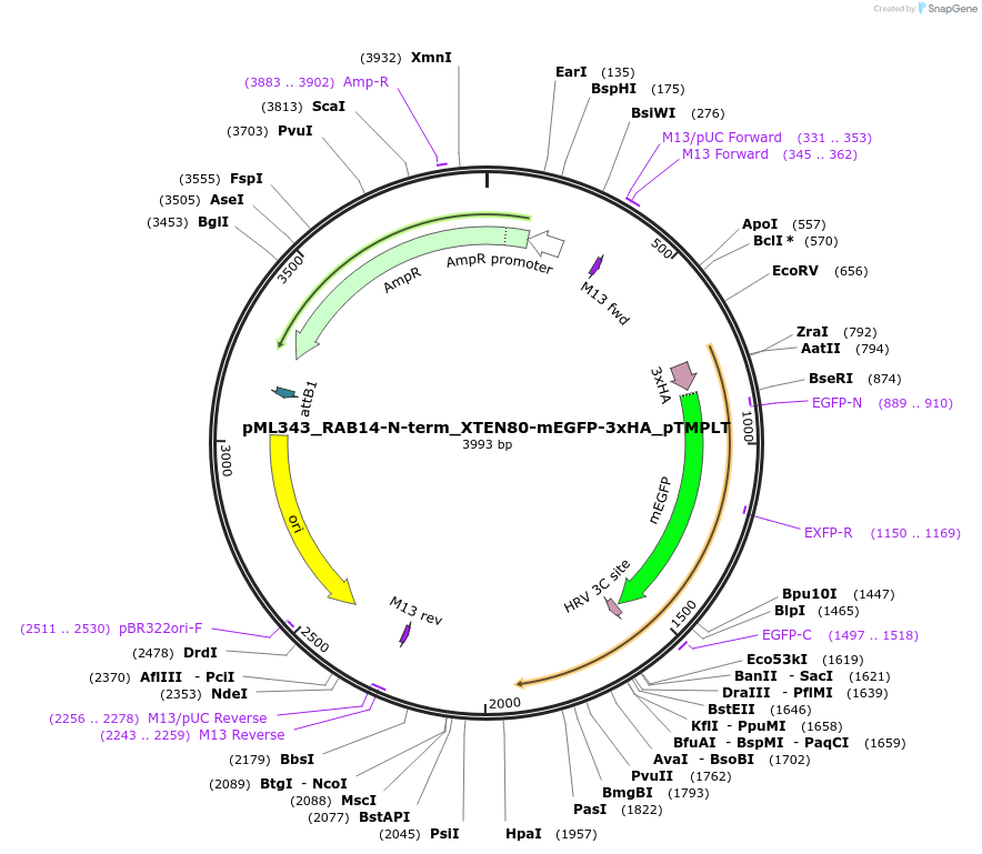 227908-plasmid-map-sequence-id-452488