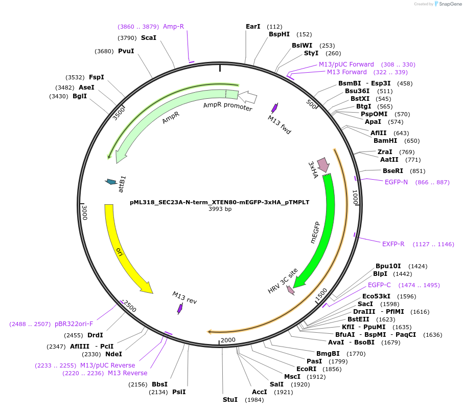 227903-plasmid-map-sequence-id-452489