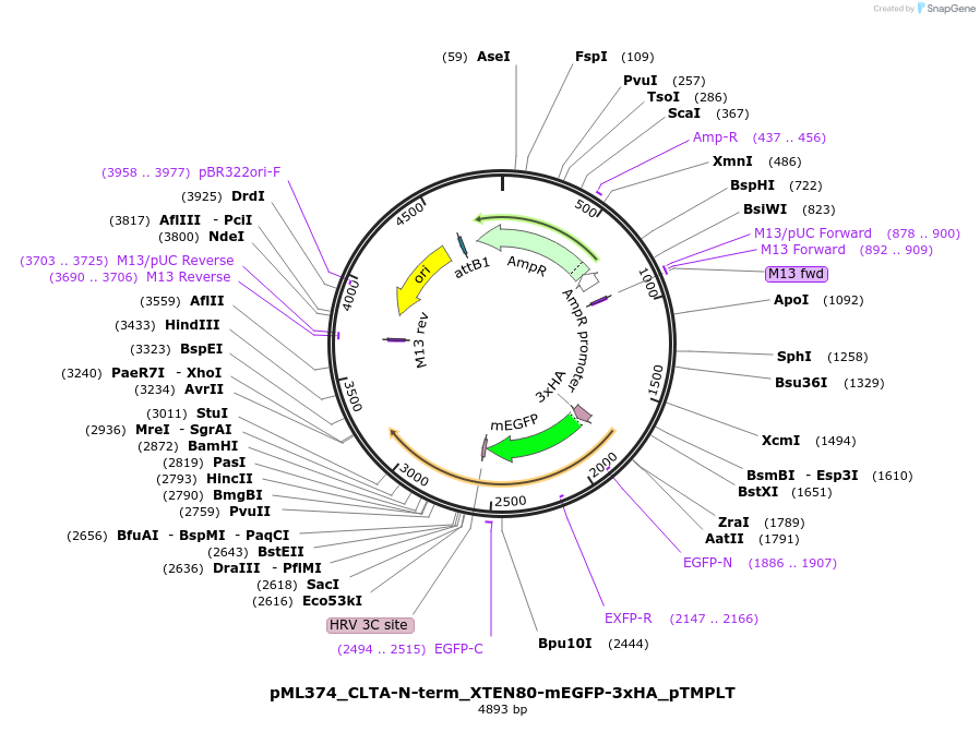 227893-plasmid-map-sequence-id-452494