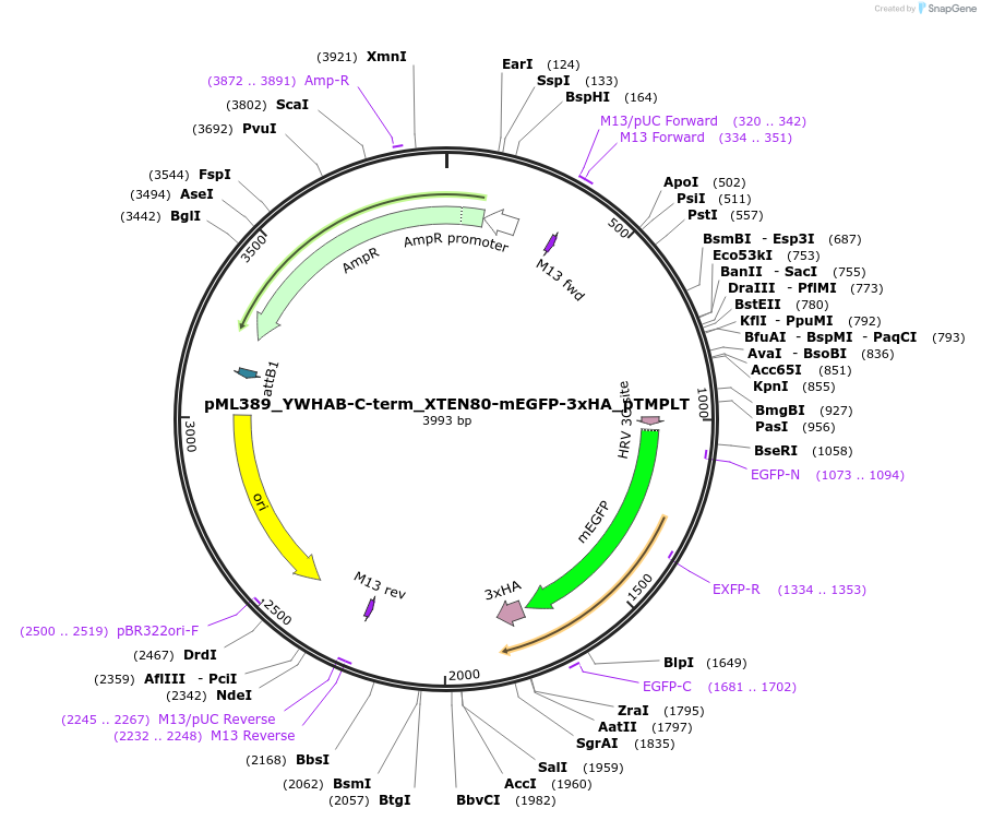227926-plasmid-map-sequence-id-452495