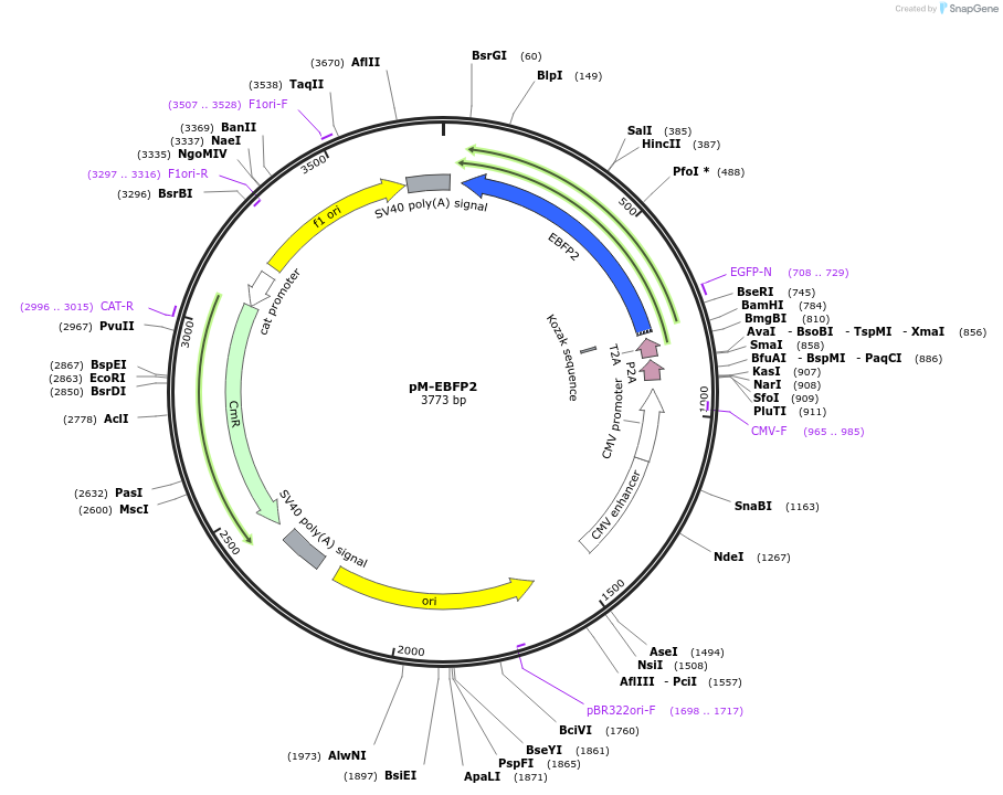 228614-plasmid-map-sequence-id-452497
