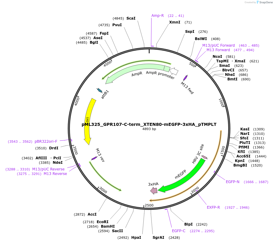 227909-plasmid-map-sequence-id-452501