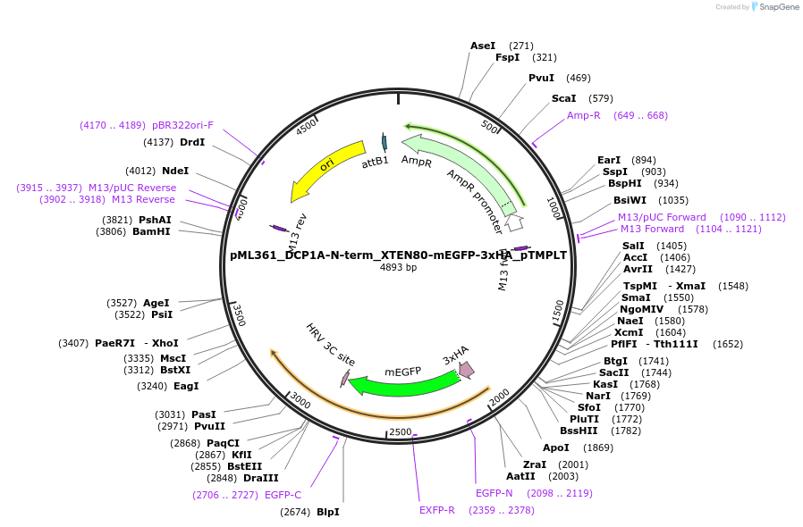 227918-plasmid-map-sequence-id-452502