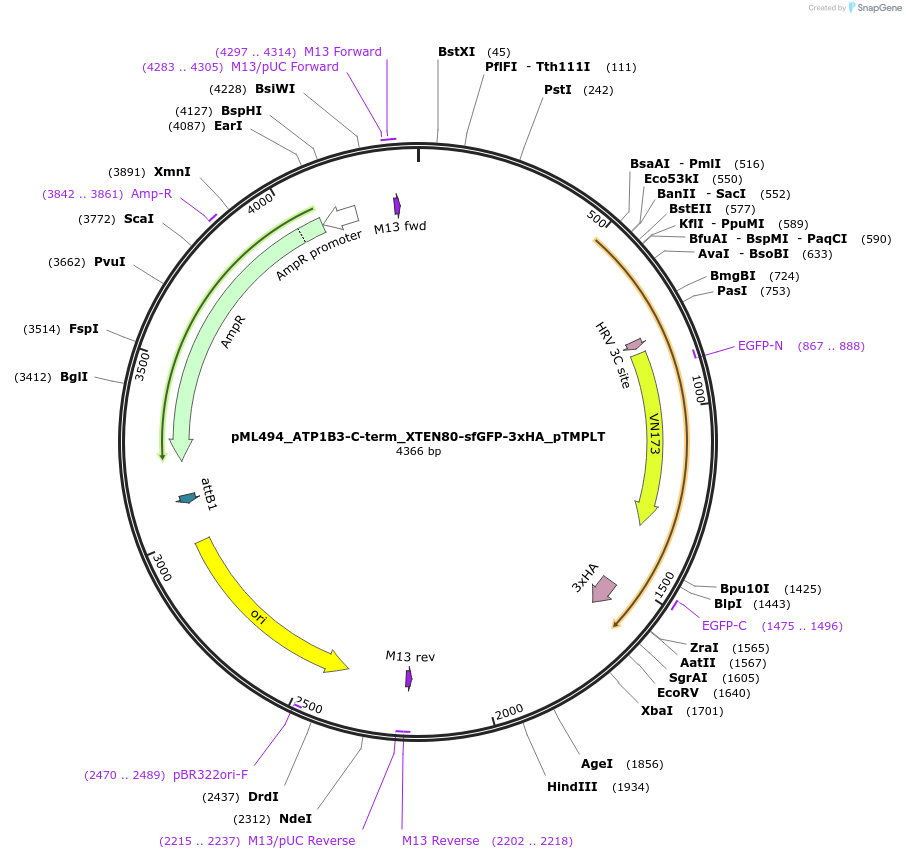 227912-plasmid-map-sequence-id-452504