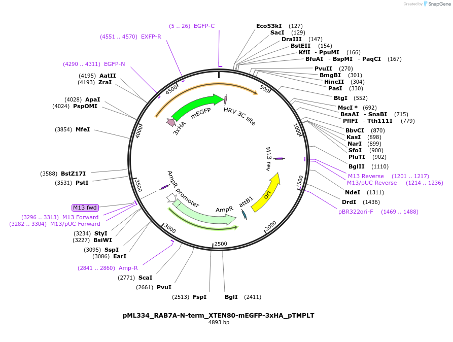 227899-plasmid-map-sequence-id-452509