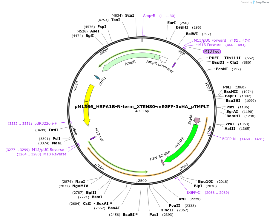 227920-plasmid-map-sequence-id-452510